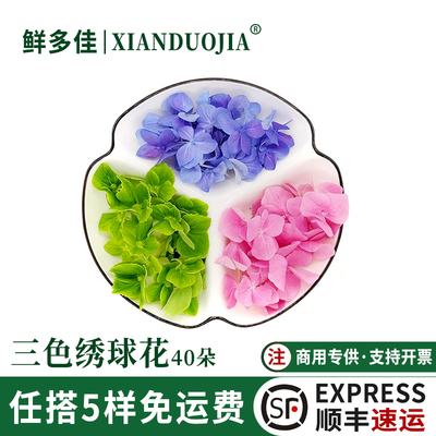 新鲜绣球花花朵红蓝绿三色绣球花