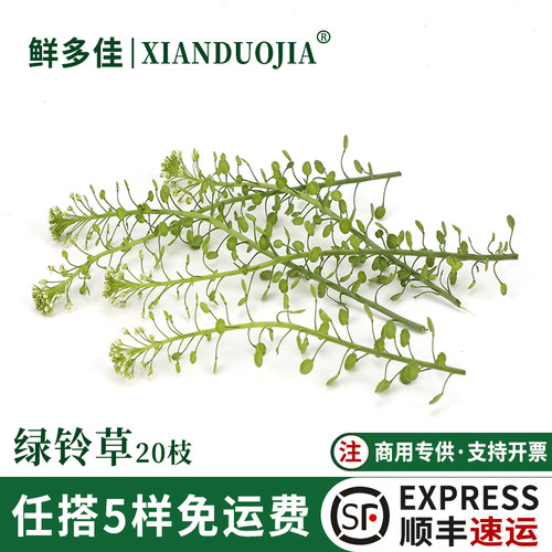 新鲜绿铃草水晶草蛋糕装饰花草