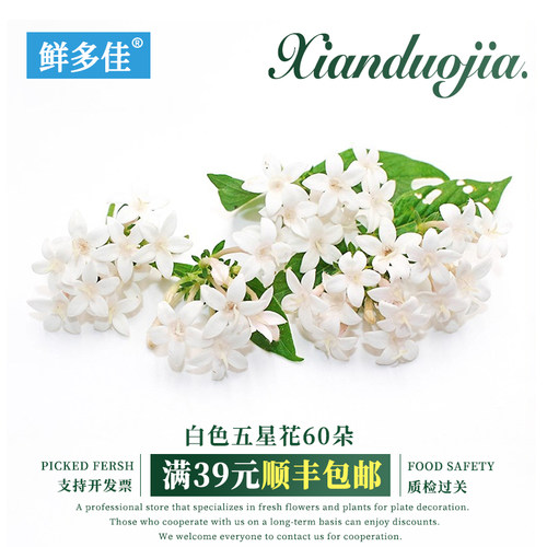 白色五星花小花摆盘装饰鲜花点缀