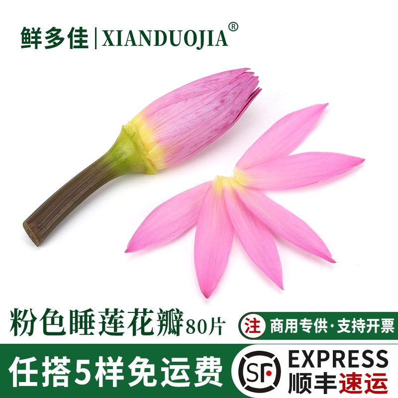 粉色睡莲花瓣新鲜粉莲花荷花装饰