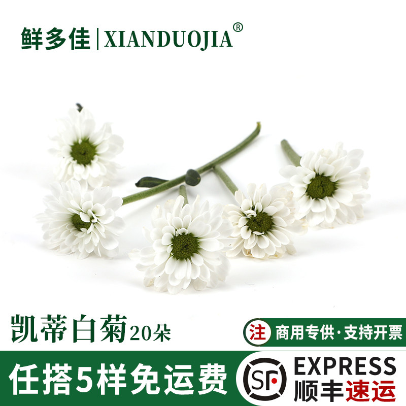 凯蒂白菊新鲜小白菊摆盘装饰鲜花