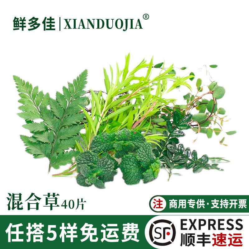 混合草新鲜薄荷芒叶清香木装饰草