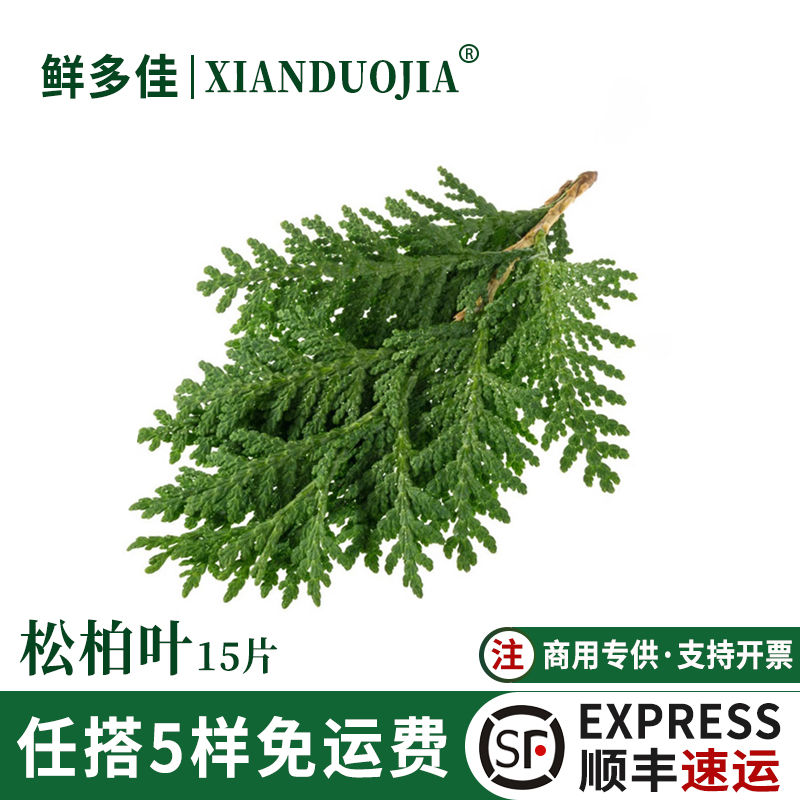 松柏叶新鲜绿松支绿松柏扁柏叶