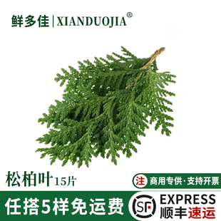 松柏叶新鲜绿松支绿松柏扁柏叶日料刺身酒店西餐摆盘装饰花草叶子