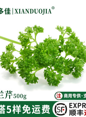 新鲜荷兰芹蕃茜洋芫荽法香香菜