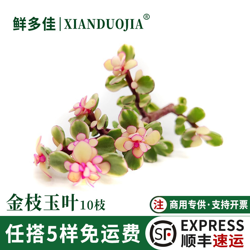 金枝玉叶新鲜马齿苋新鲜装饰花草