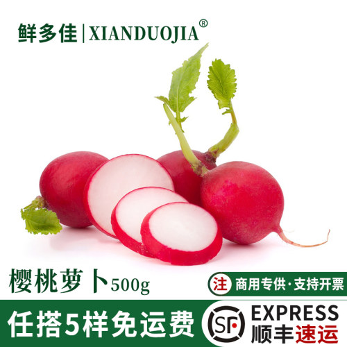 樱桃萝卜新鲜迷你小萝卜沙拉蔬菜