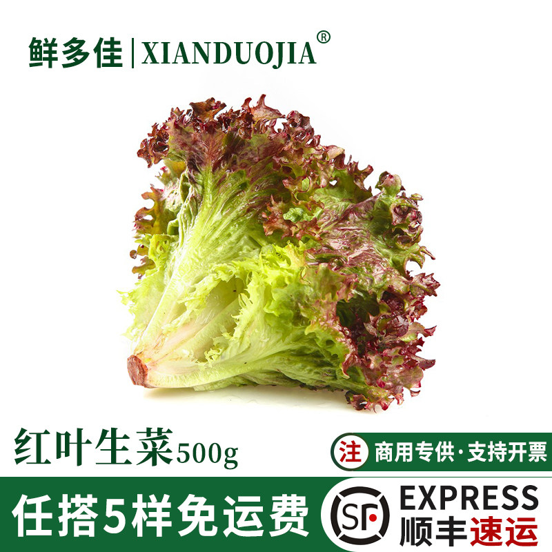 红叶生菜新鲜罗莎红紫叶生菜即食生吃沙拉蔬菜轻食食材西餐配菜