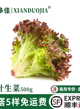 红叶生菜新鲜罗莎红紫叶生菜即食生吃沙拉蔬菜轻食食材西餐配菜