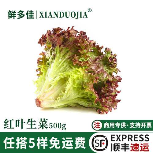 红叶生菜新鲜罗莎红轻食沙拉蔬菜