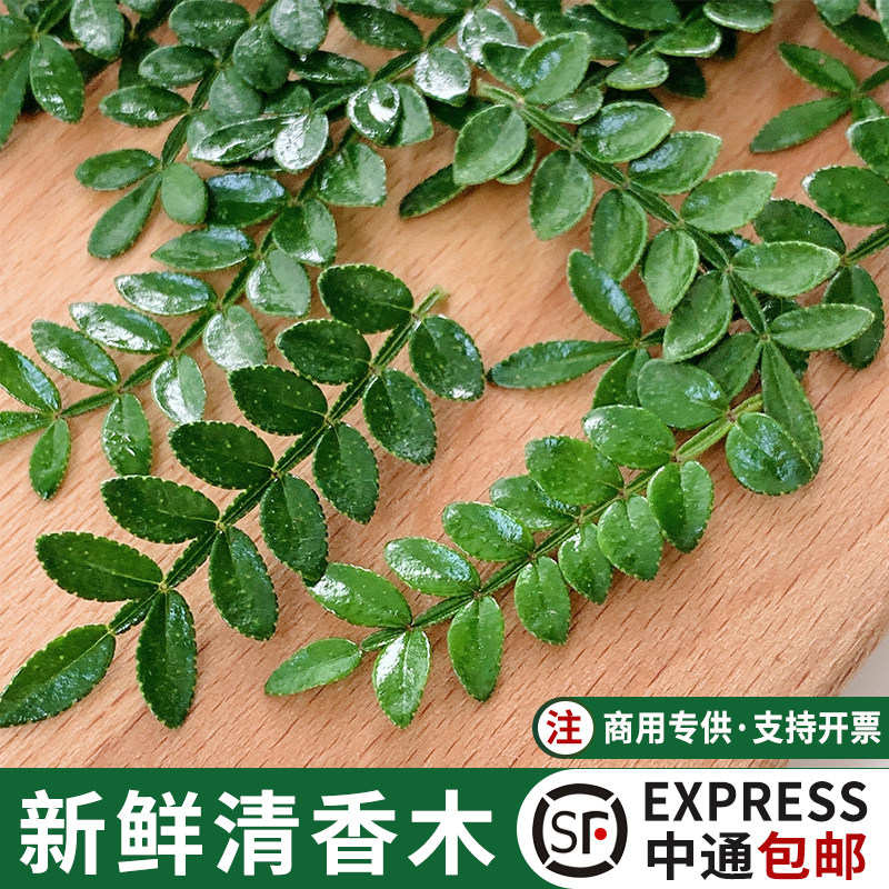 新鲜清香木叶子蛋糕装饰点缀烘焙西餐日料摆盘花草胡椒木可食用花