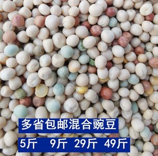 全豆撑嗉饲料豌豆鸽子饲料豆类鸽粮豌豆混合花豌豆高蛋白信鸽饲料
