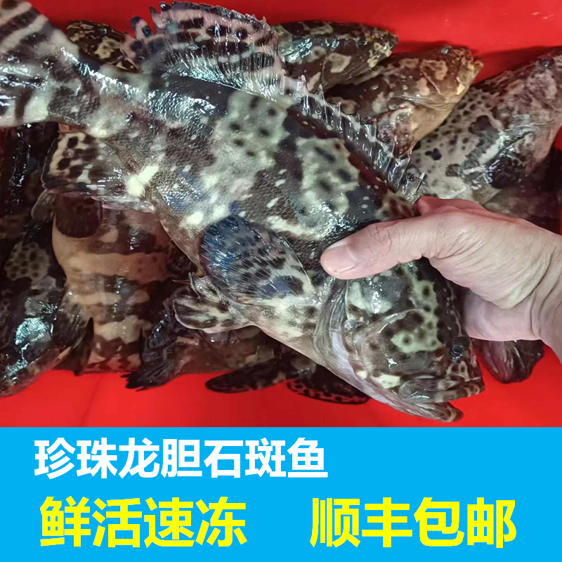 海南珍珠龙胆石斑鱼鲜活冷冻海鲜