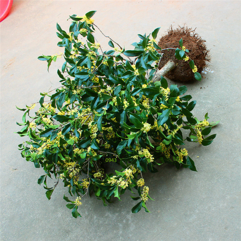 嫁接桂花树苗盆景日香桂四季桂八月金桂沉香桂浓香型绿植花卉盆栽