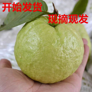 包邮5斤现摘农家新鲜番石榴台湾珍珠芭乐果低糖孕妇热带应季水果