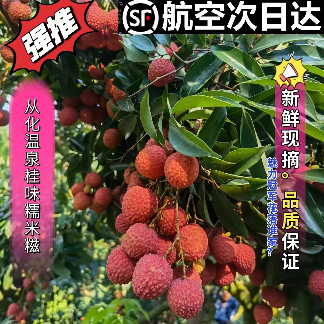 核小从化桂味荔枝明日达