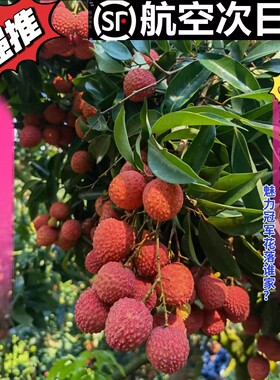核小从化桂味荔枝明日达