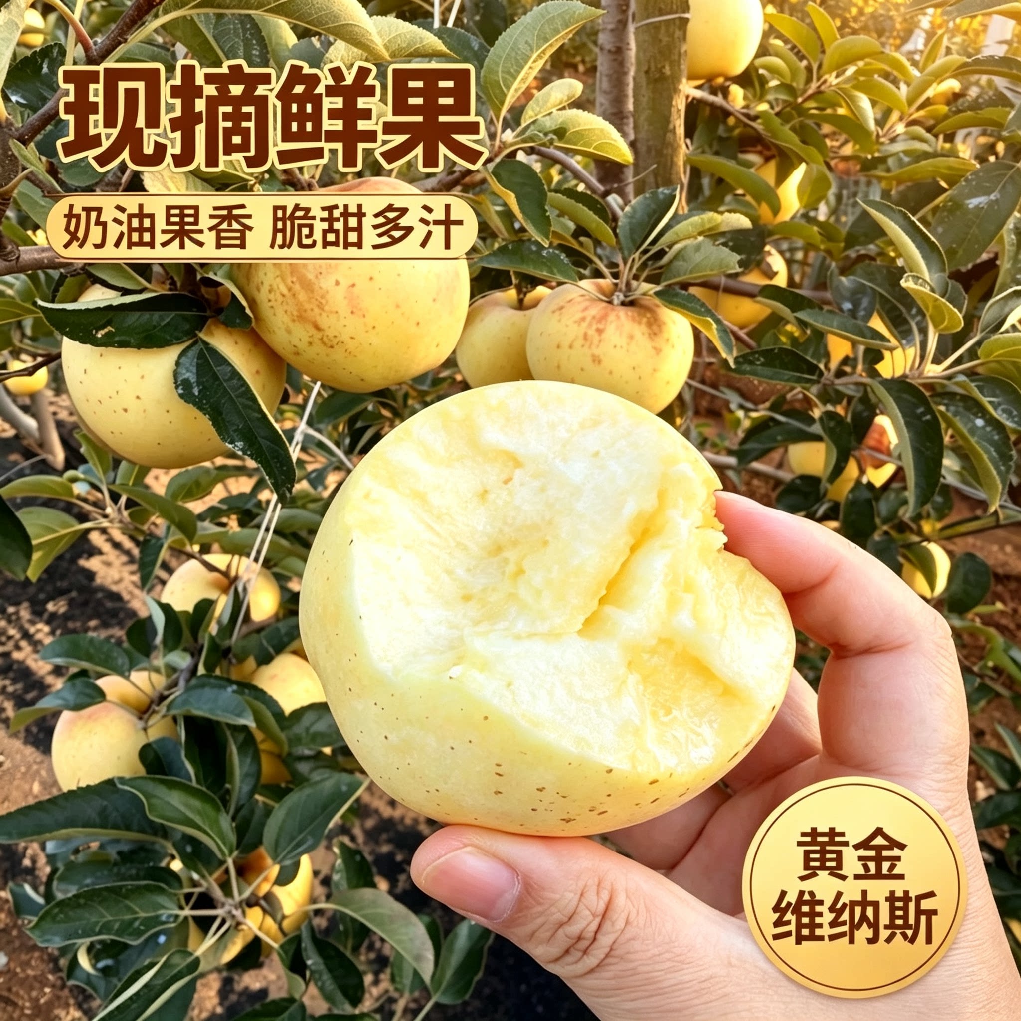 黄金维纳斯苹果奶油果香雀斑丑苹果脆甜多汁应季新鲜采摘水果礼盒
