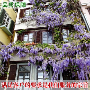 紫藤花树苗爬藤攀爬庭院围墙四季开花植物老桩盆栽花苗藤蔓紫藤萝
