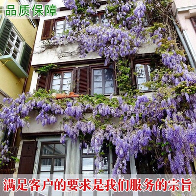 紫藤花树苗爬藤攀爬庭院围墙四季开花植物老桩盆栽花苗藤蔓紫藤萝