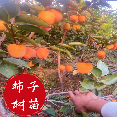 柿子树苗阳台庭院无核脆甜果树苗