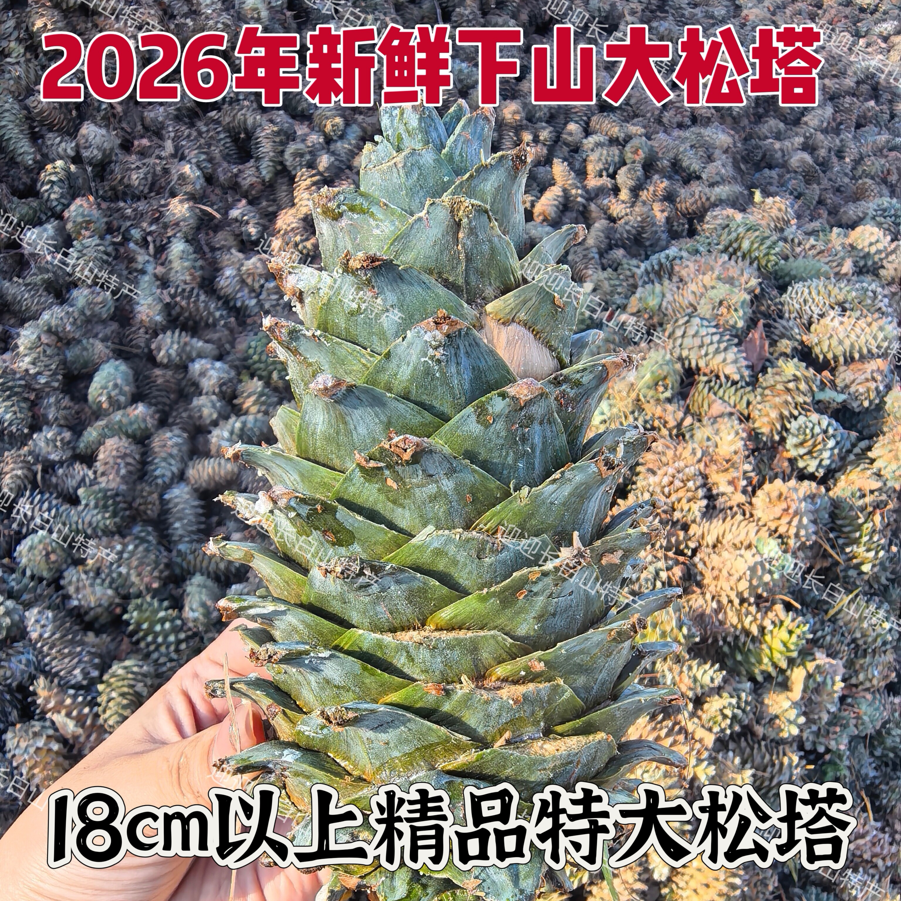2026年新货松子长白山特产东北野生松果松子野生松塔18cm超大松塔