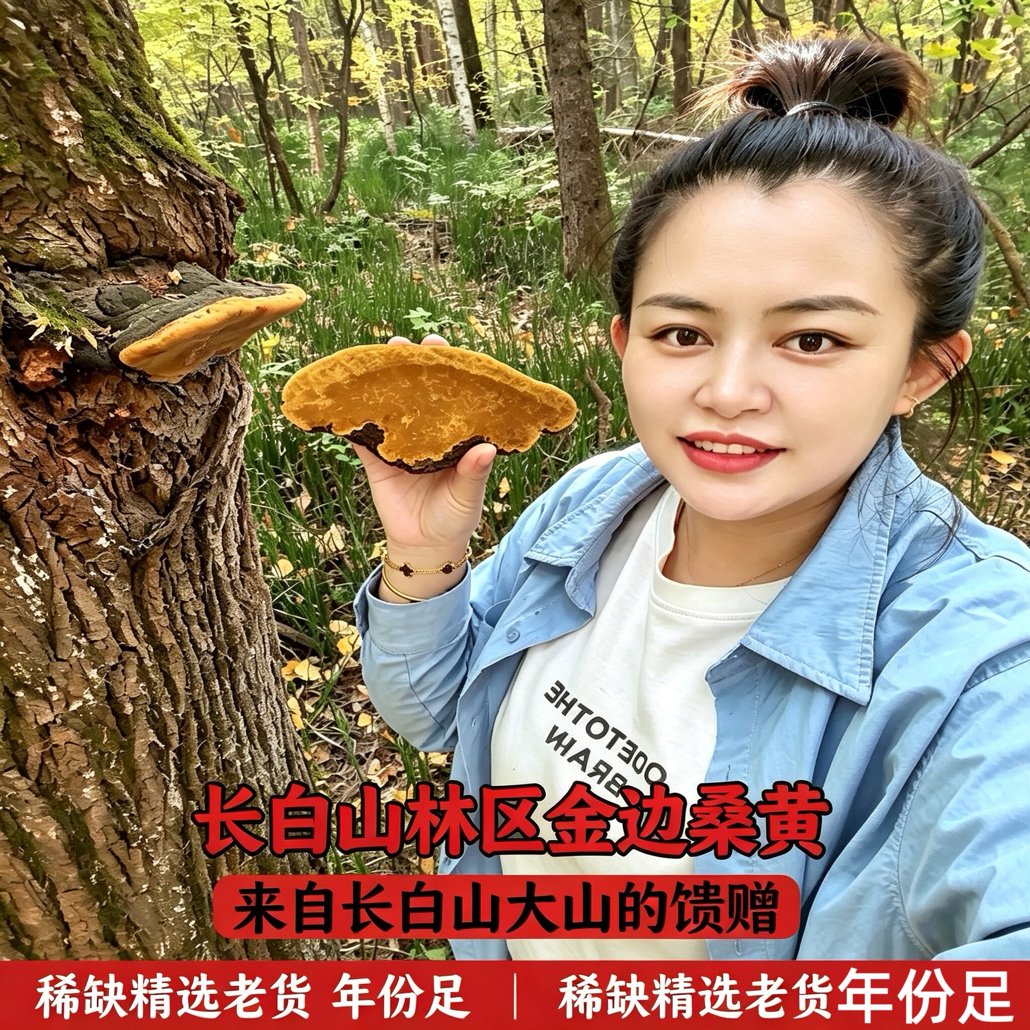 长白山东北野生特产桑黄金边桑黄桑黄精选足龄野生山林桑黄500g