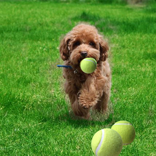 包邮 网球装 饰用球 耐磨耐咬网球 20个 宠物玩具网球 猫狗训练用球