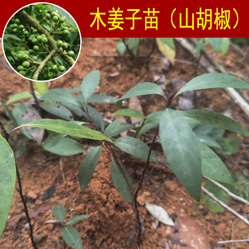 山胡椒苗 木姜子树苗 山胡椒树苗 山苍子树苗 木姜子苗 木姜子种