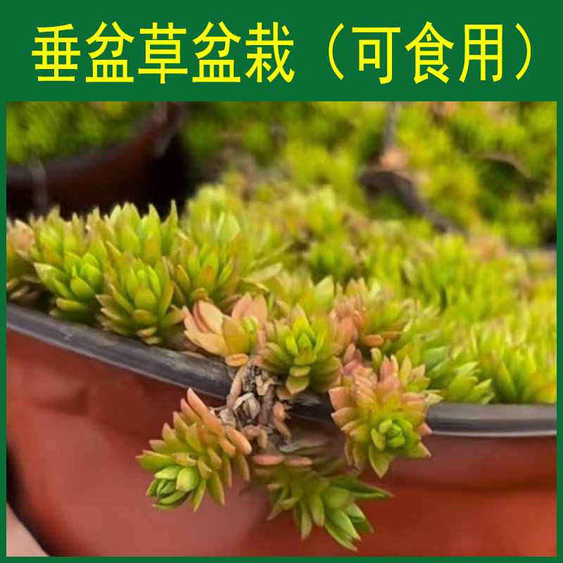垂盆草 护肝草 垂盆草食用 垂多肉植物