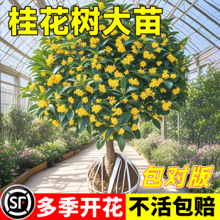 桂花树苗室内花卉盆栽庭院老桩植物盆景四季金桂大树地栽绿植开花