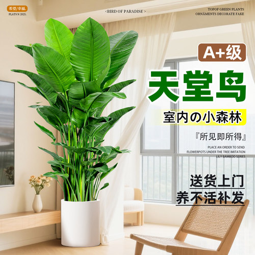 天堂鸟盆栽客厅室内大型绿植办公室高端大气上档次四季好养活植物