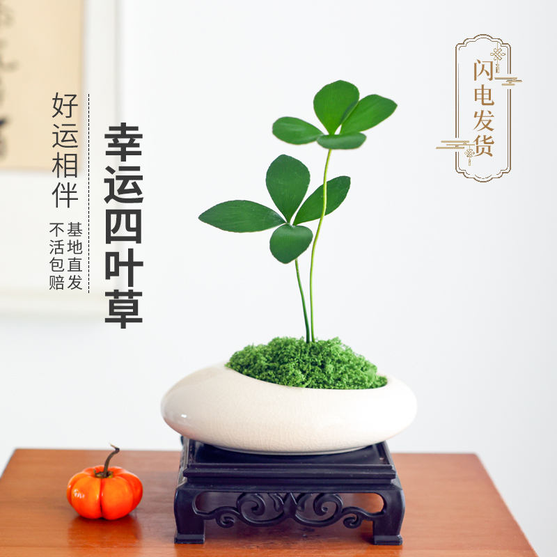 墨西哥铁树四叶幸运草室内办公桌绿植小盆栽禅意盆景迷你懒人植物