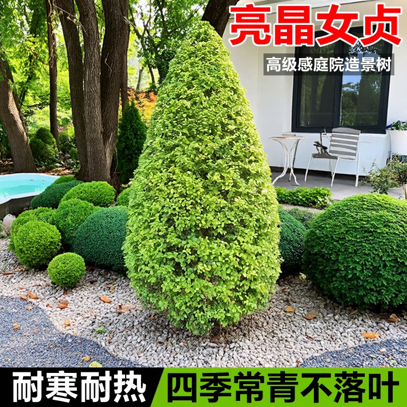 亮晶女贞球形树苗棒棒糖小叶女贞金叶女贞耐寒常庭院造景观叶植物