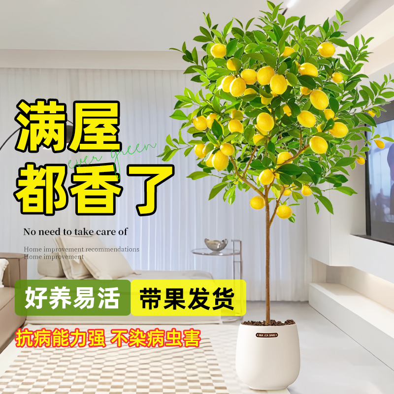 香水柠檬树盆栽绿植大型室内客厅落地植物阳台四季好养活带果盆景