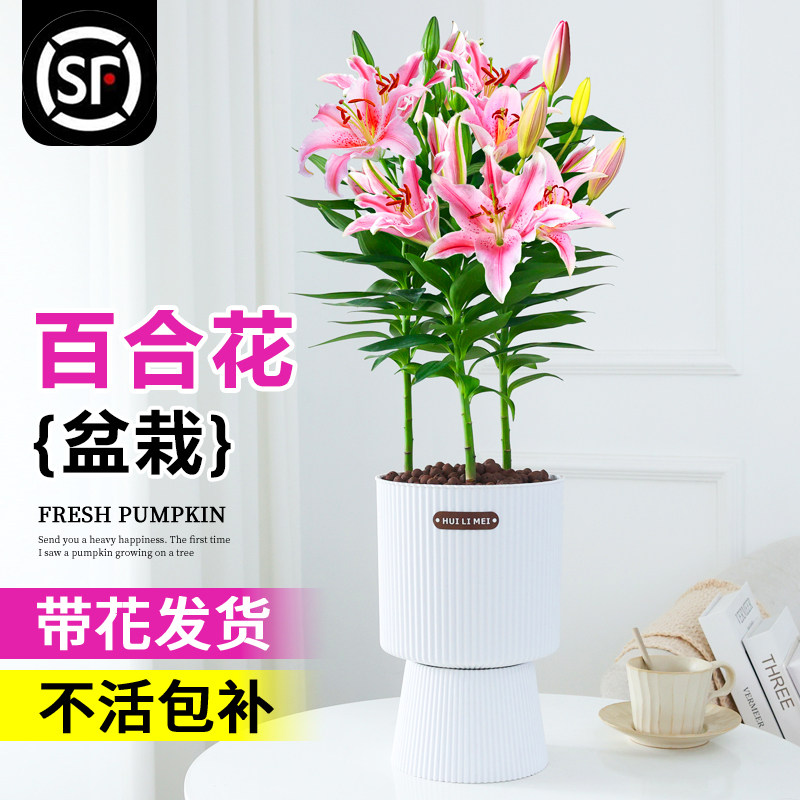 百合花盆栽带花苞室内浓香型花卉植物绿植香水百合鲜花四季好养活图片