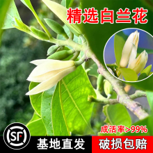 白兰花盆栽玉兰花带花苞花卉植物室内庭院易养活四季开花老桩绿植