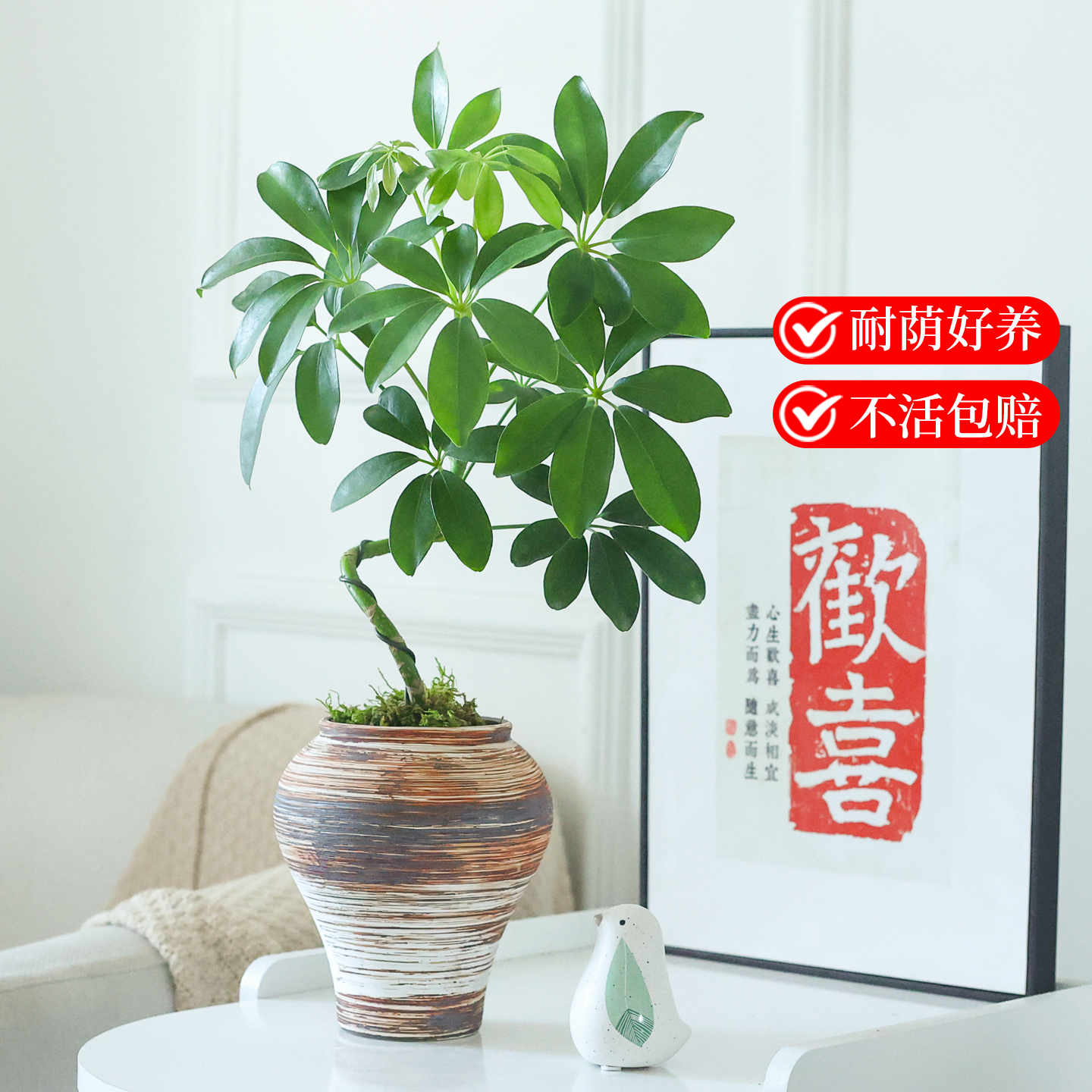 八方来财造型鸭脚木盆栽室内桌面