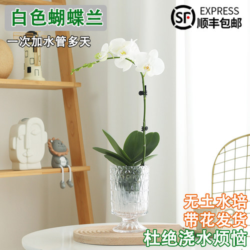 蝴蝶兰盆栽带花苞四季好养