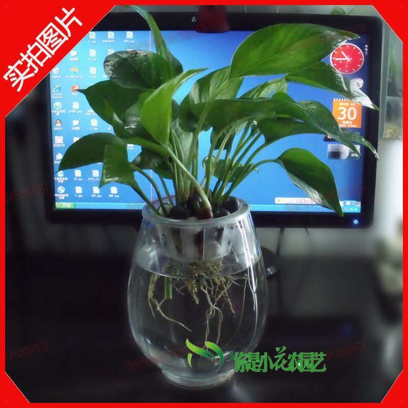 绿萝桌面 盆栽 绿植 花卉 观叶 植物 四季常青水培绿萝