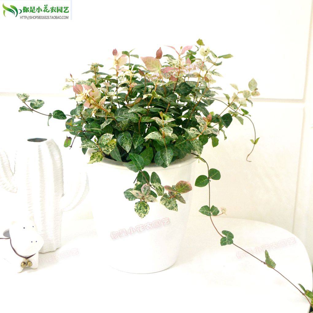 花叶络石植物花卉盆栽吊兰绿植爬藤蔓藤花叶落石彩叶络石