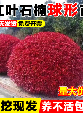 红叶石楠球树苗公园绿化苗木室外庭院篱笆墙植物地栽耐寒好养绿植