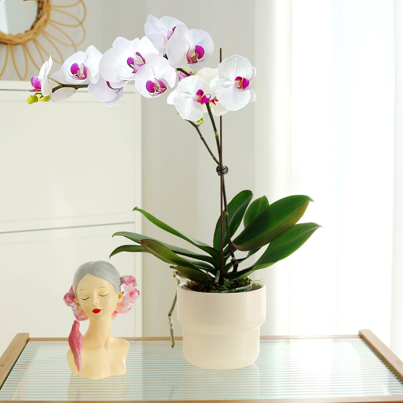 雪域白色蝴蝶兰盆栽带花客厅室内植物办公室桌面绿植好养四季开花