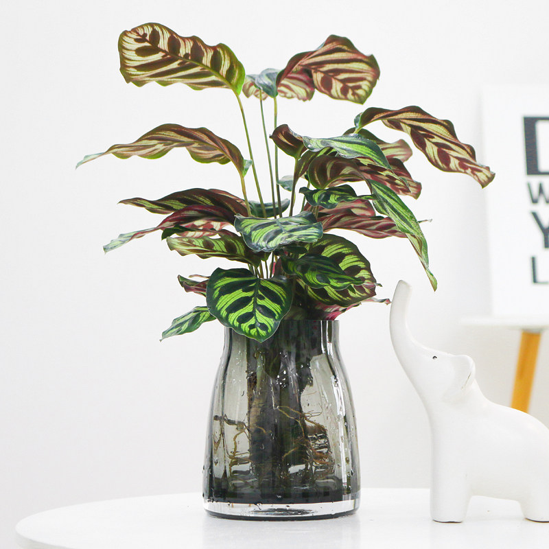 孔雀竹芋盆水培植物栽室内耐阴水养绿植花卉四季常青苹果竹芋类