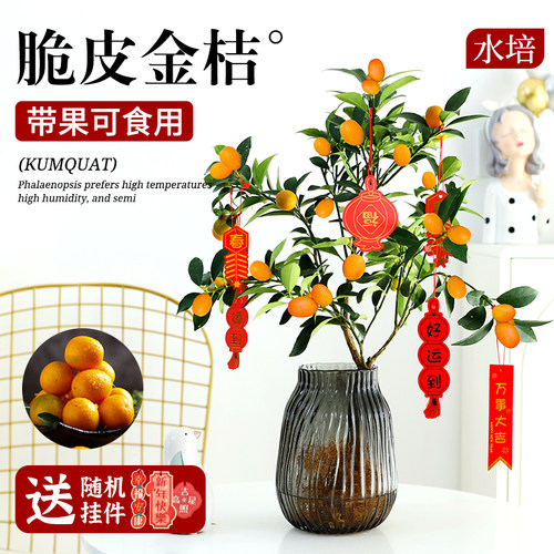 金桔树盆栽带果可食用