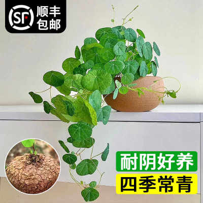 山乌龟水培植物桌面盆栽