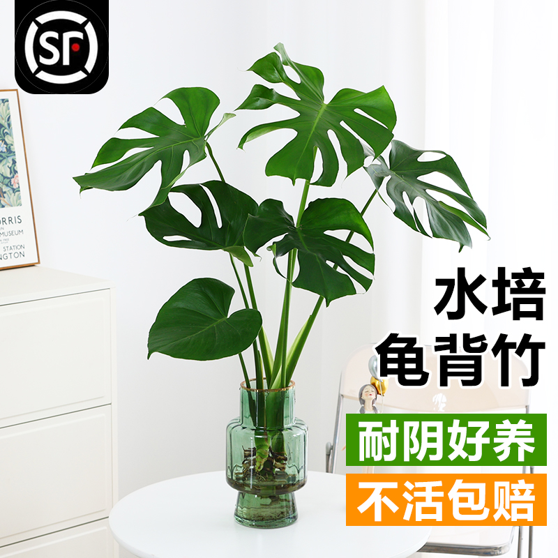 净化空气四季常青龟背竹吸甲醛