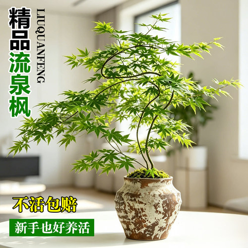 造型流泉枫盆栽植物四季好养
