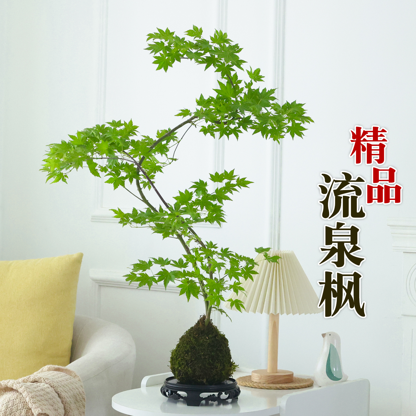 流泉枫盆栽造型绿植物四季好养活