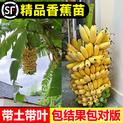 芭蕉树苗绿植庭院耐寒绿化植物苗